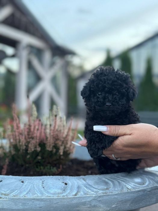 Мальтипу хлопчики/дівчатка, різні окраси