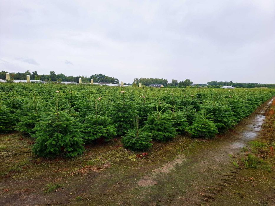 Jodła Kaukaska w donicy PREMIUM 100-125 cm/cięta od Tuchoinki.pl