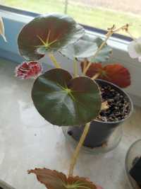 Begonia czerwonolistna