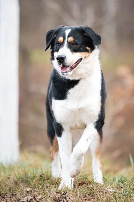 Pies Aro w typie owczarka australijskiego do adopcji!