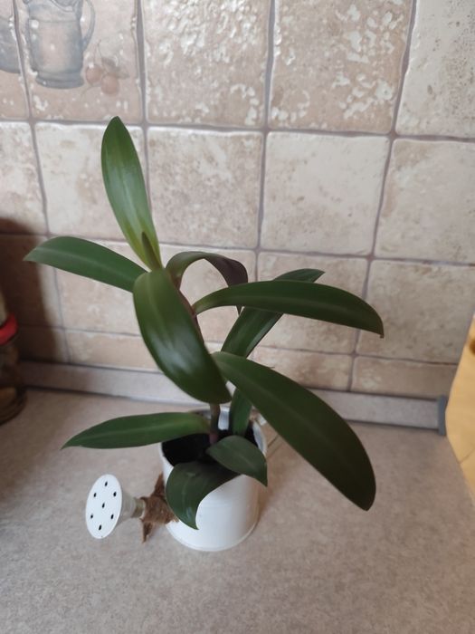 Piękna trzykrotka w doniczce konewka wys.30cm