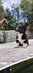 Whels Corgi Cardingan