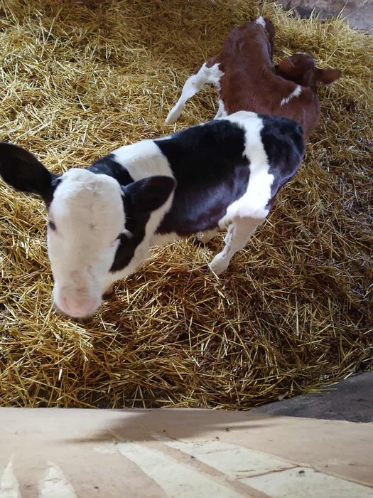 Cielaki byczki jałówki