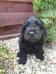 Cockapoo. Hybryda. Chłopczyk Kiss.