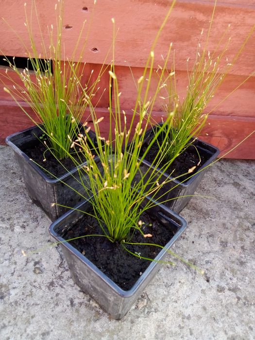 Изолепис ( брызги шампанского )