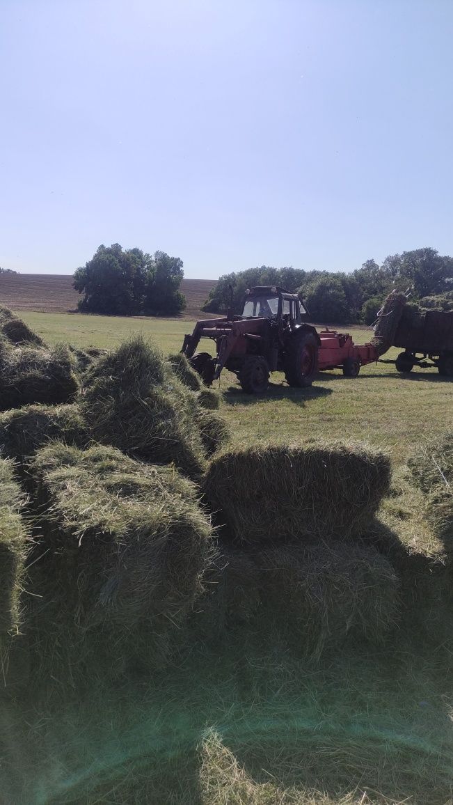 Продам сіно лугове , люцерна , хорошої якості в тюках