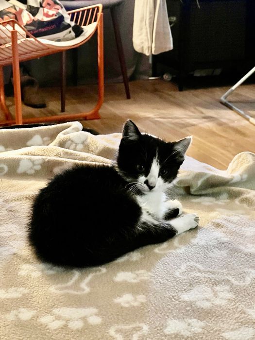 Gatinho Macho para adoção