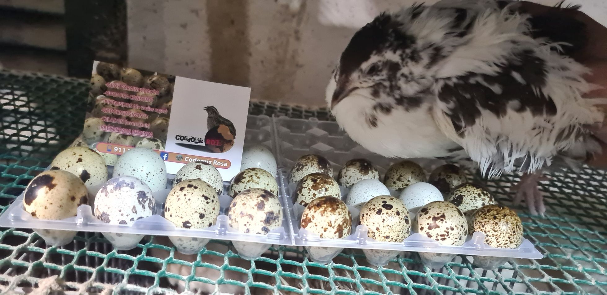 Ovos para incubação (codernizes gigantes)