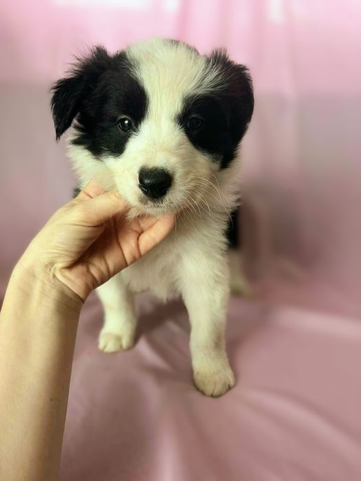 Border Collie suczka Mela