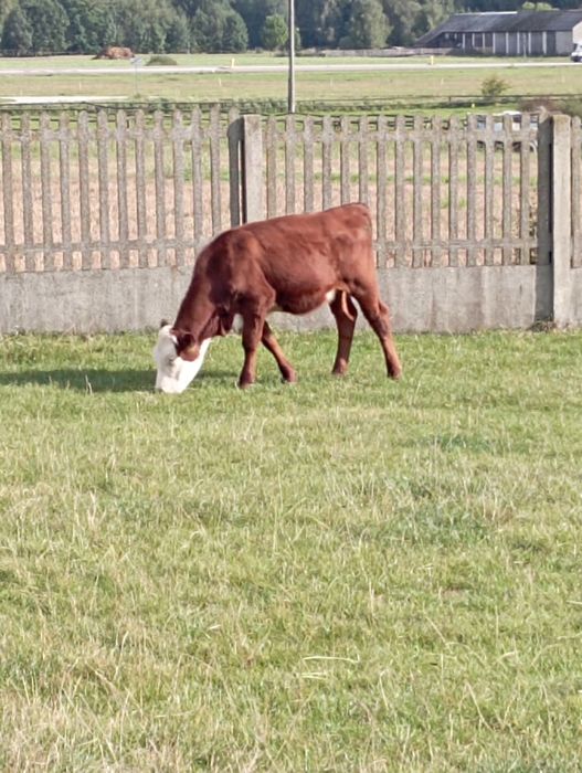 Jałówki mięsne polskie 15szt