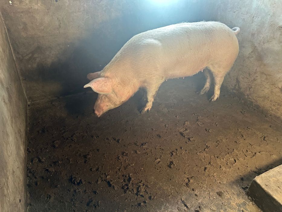 Porca caseira bisara