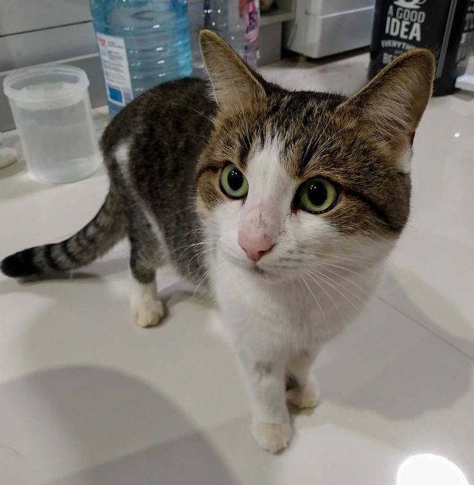 Ищем дом котику. Бесплатно