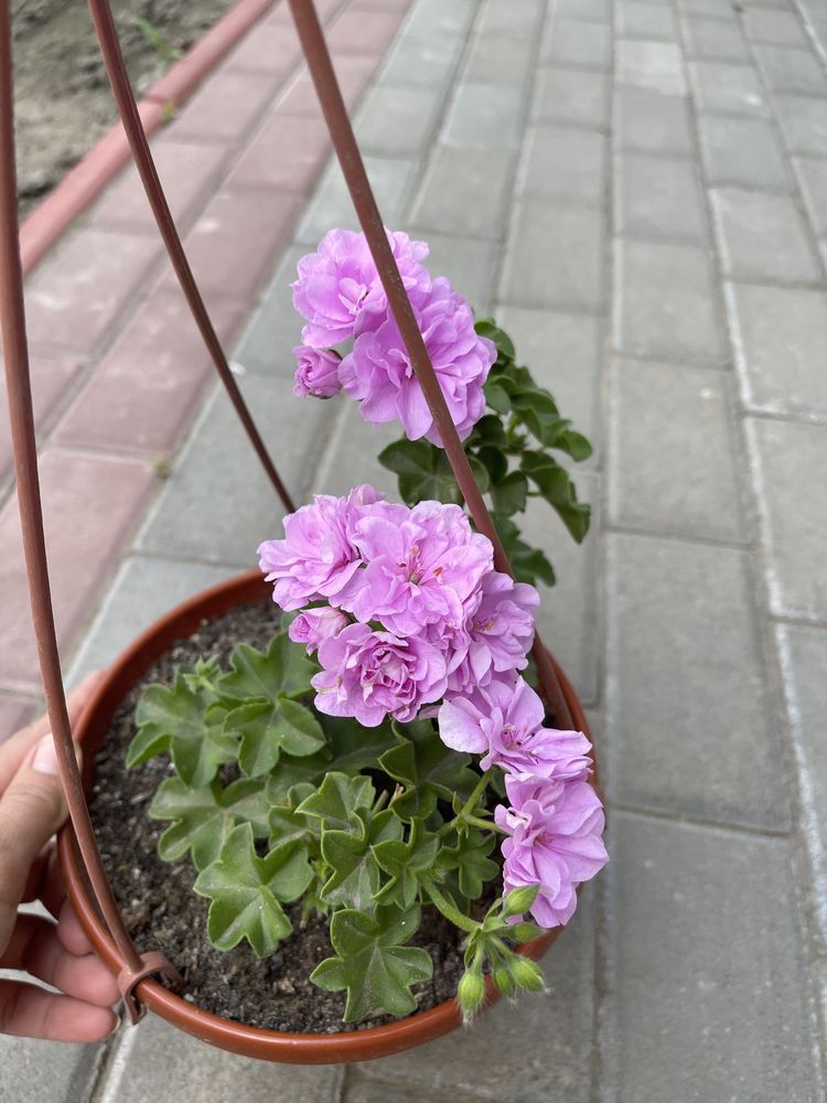 Ампельна пеларгонія Lilac rose