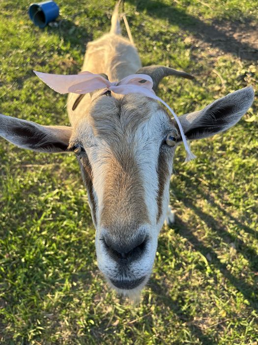 Продається козочка