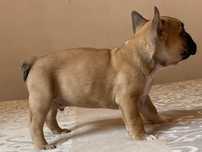 Bulldog francês macho