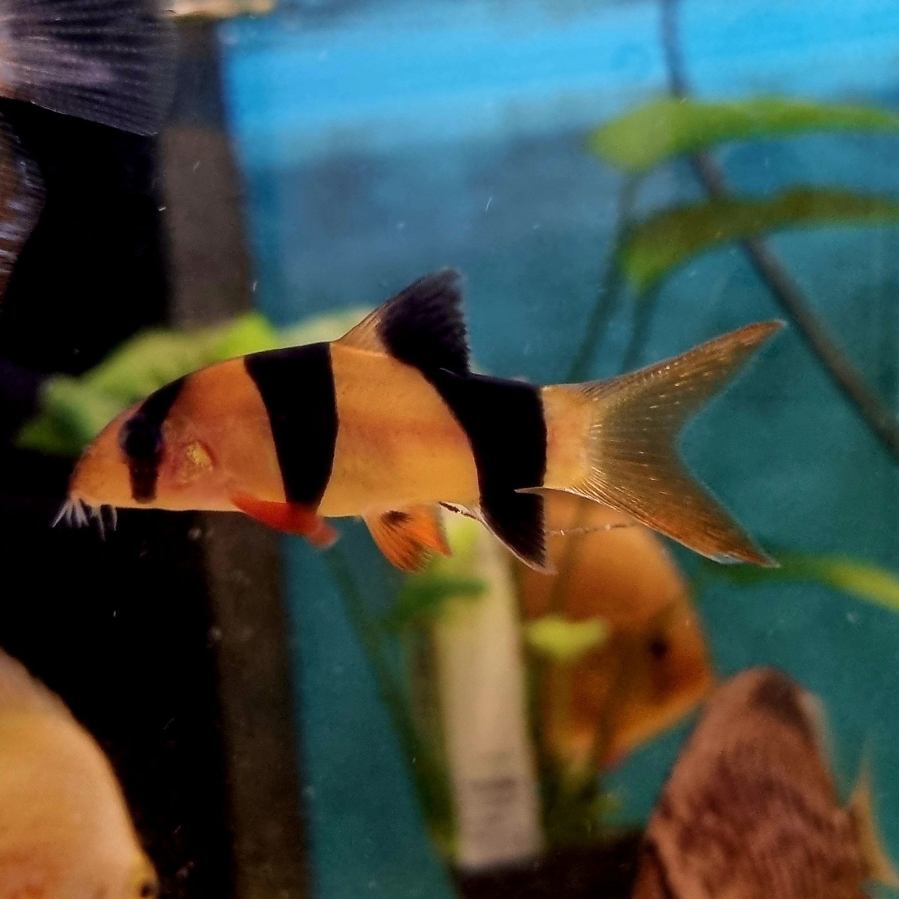 Bocja wspaniała (Chromobotia macracanthus) – 5 cm