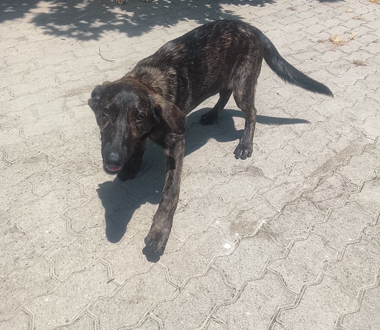 Cão para adopção