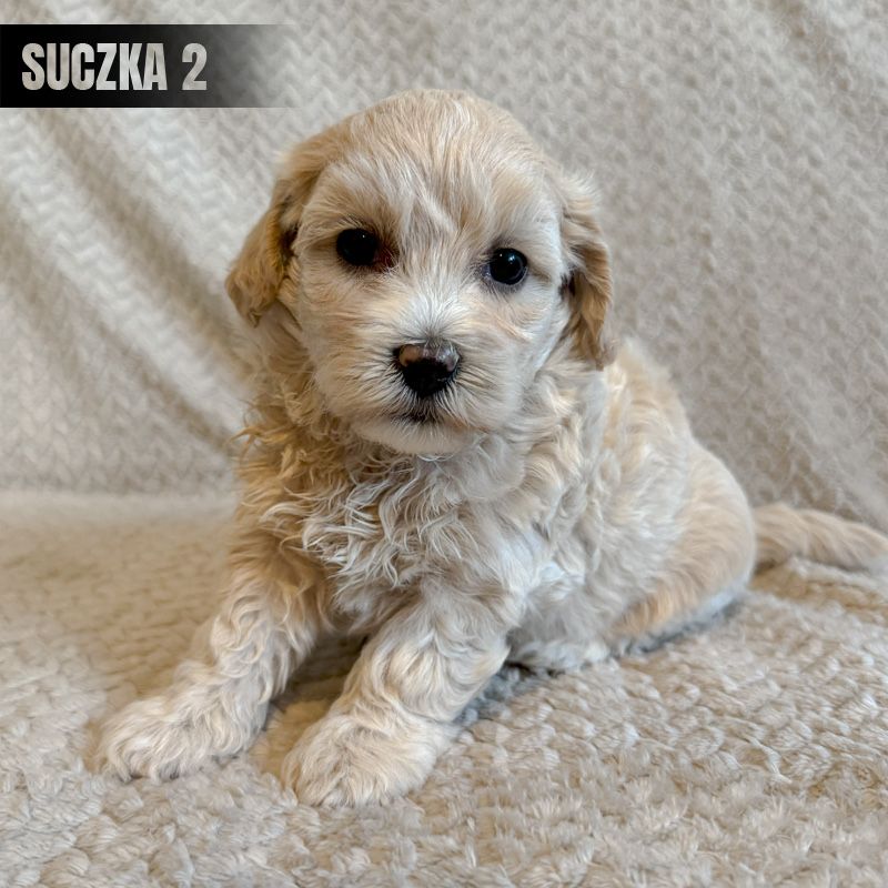 **suczka maltipoo**