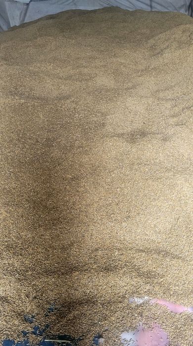 Mieszanka Zbożowa/ Zboże