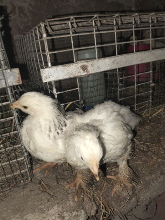 Pintainhos da raça brahamas light