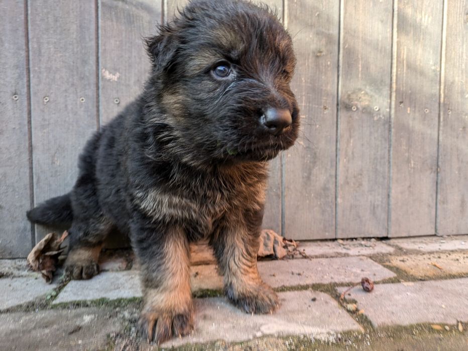 Owczarek niemiecki długowłosy