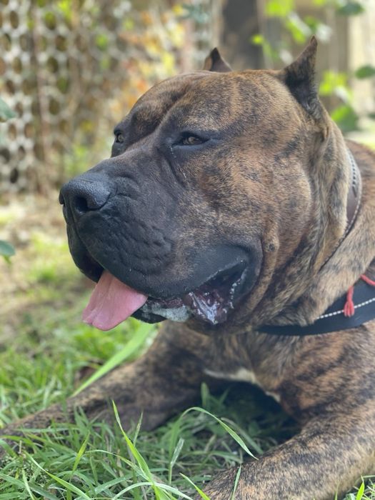 Кобель для вязки