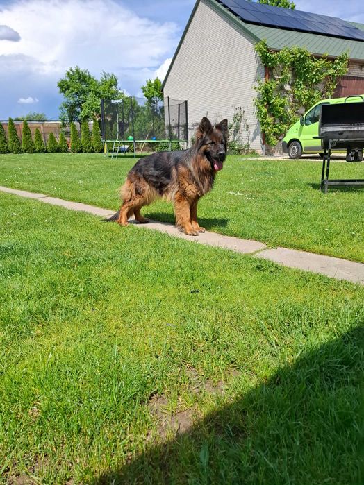 Owczarek Niemiecki szczeniak