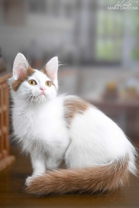 Редчайший цинамон! Харизматичный котёнок ищет дом!