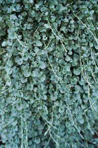 Dichondra Silver Falls - sadzonki Flora Szzcecin