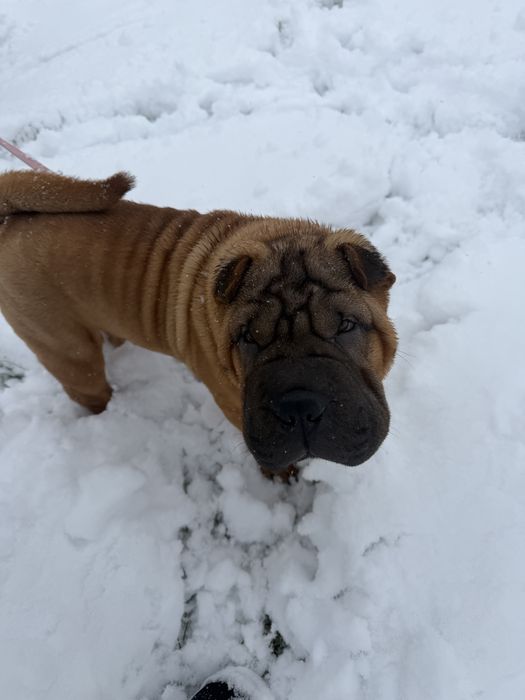 Kochający dom dla Shar Pei puppy rodowodowe zkwp fci szczenię