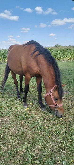 Koń ogier hucuł 3-latek