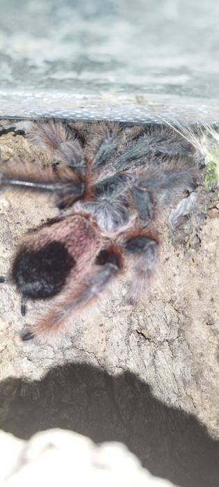 Avicularia braunshauseni samica ptasznik pająk