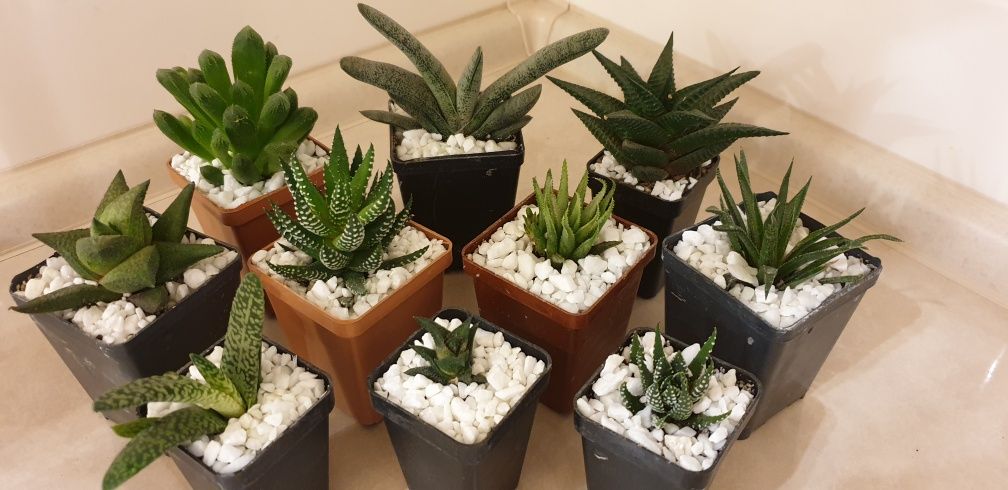 Сукуленти гастерія хавортія Haworthia Сукуленти Трунката