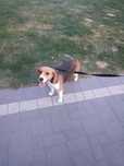 Dorosła suka Beagle
