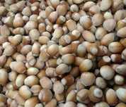 Orzechy laskowe w łupinie POLSKIE własna plantacja 3kg 2024