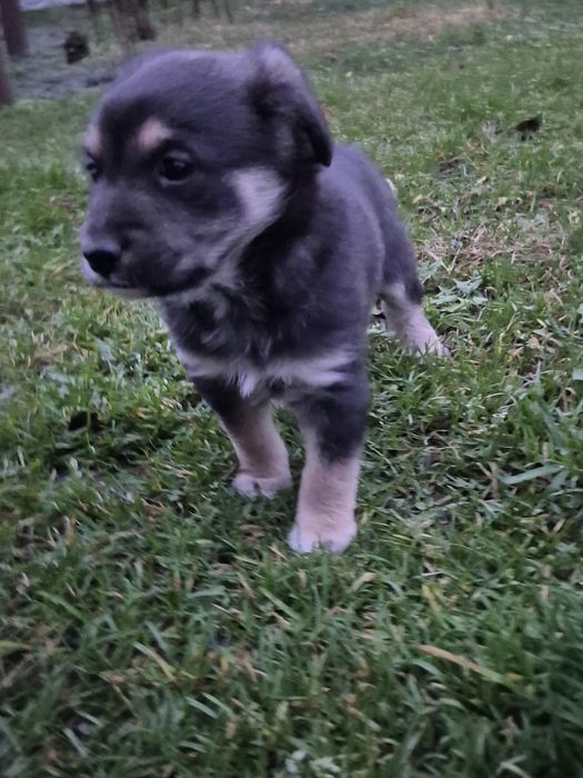 Віддам цуценятко ,дворняжка