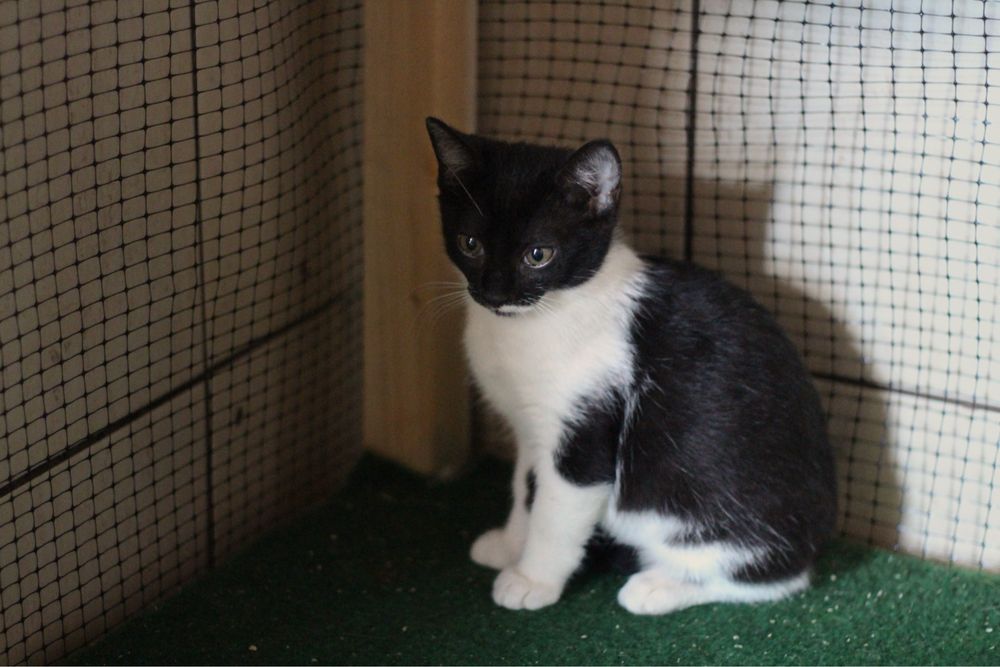 Kotki do adopcji