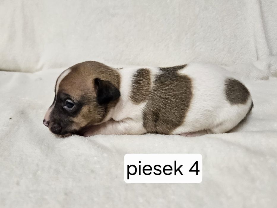 Piesek Jack Russell Terrier