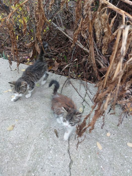 Котик и кошечки в хорошие руки