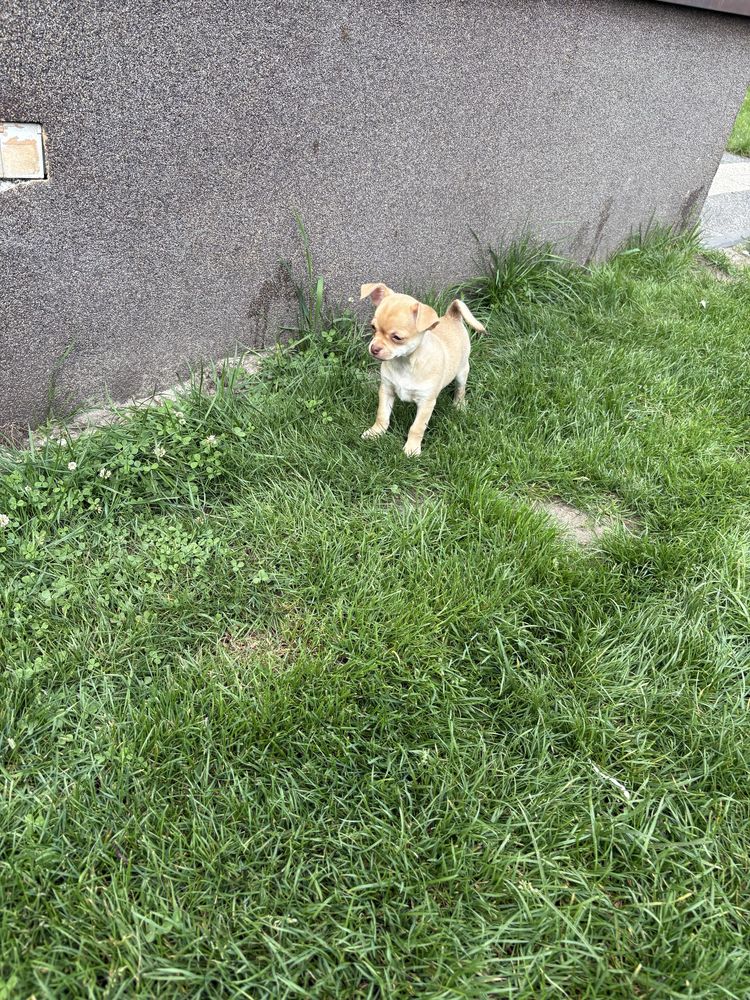 Piesek Chihuahua