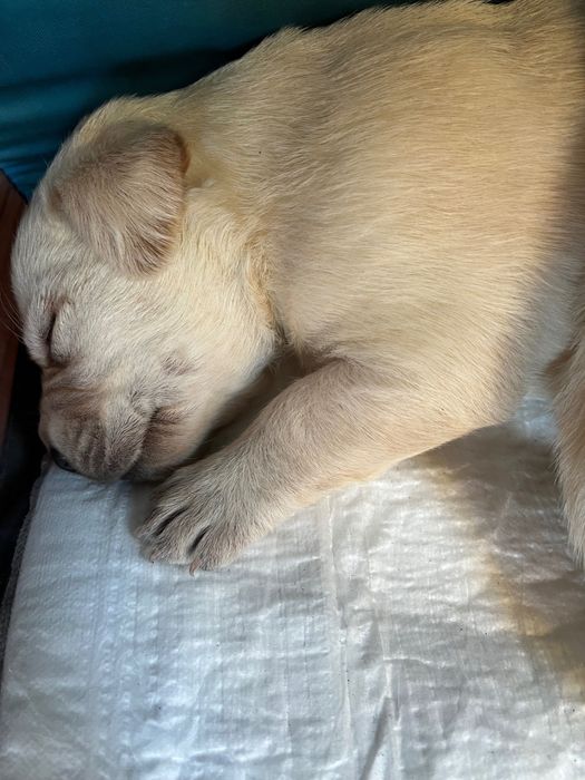 Labrador retriever szczeniak