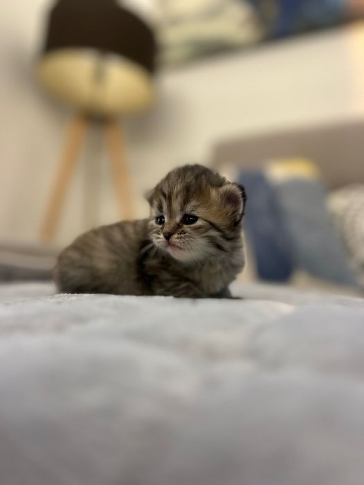 Kotka syberyjska z rodowodem