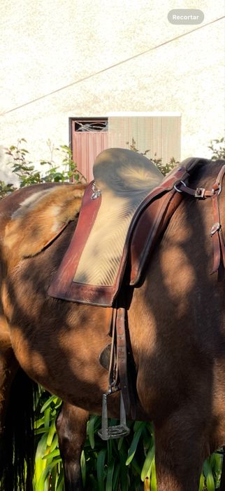 Sela portuguesa relvas