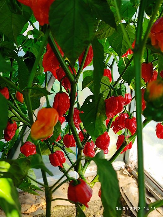 Carolina Reaper надгострий перець.