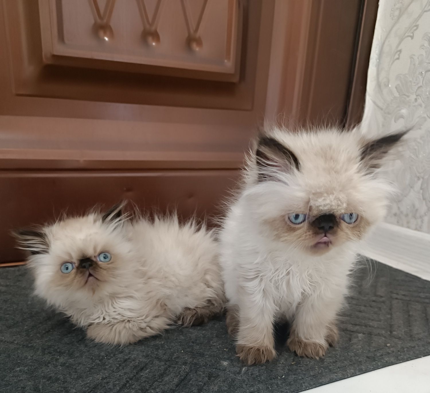 Милейшие котята Персы