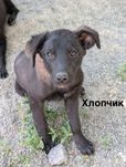 Цуценята шукають родину