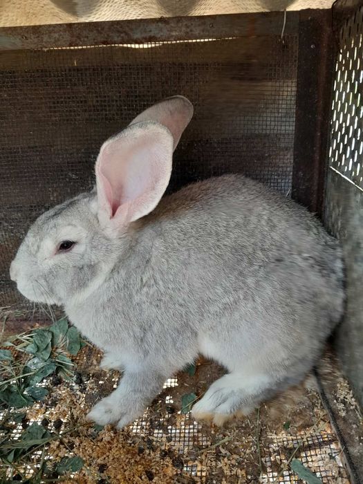 Продам кроликів різного віку 200 грн шт.
