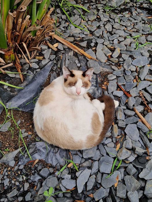 Simão Para Adoção Responsável