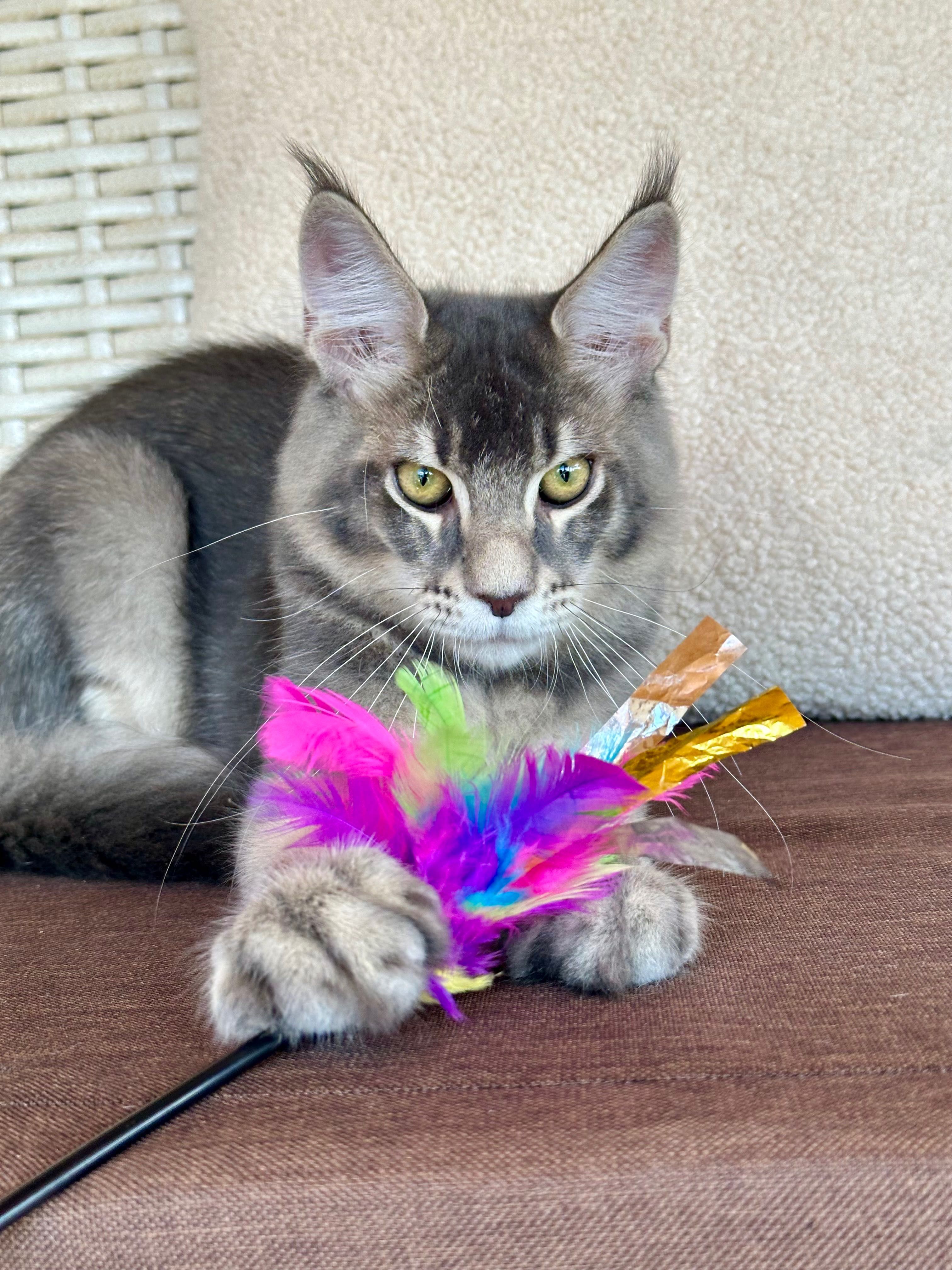 Maxwell-kocurek Maine Coon