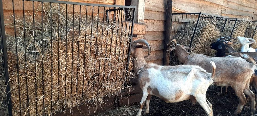 Paśnik na siano dla kóz, alpak, lam